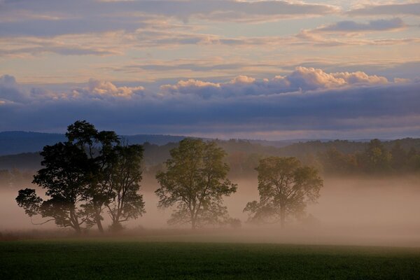 Arbres dans le brouillard et le ciel visible