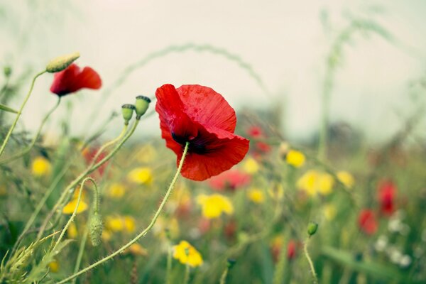 Coquelicot rouge parmi les autres couleurs macro