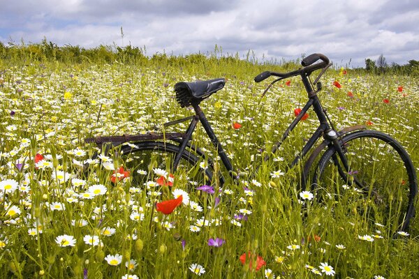 Vélo dans un champ parsemé de marguerites et de coquelicots, sous un ciel d été bleu