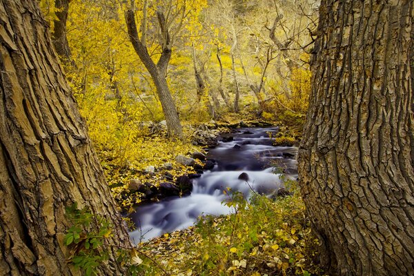 The stream runs through the autumn forest