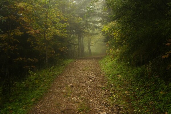 Neblige Spur im Morgenwald