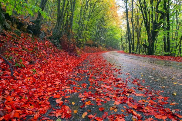 The road strewn with autumn leaves