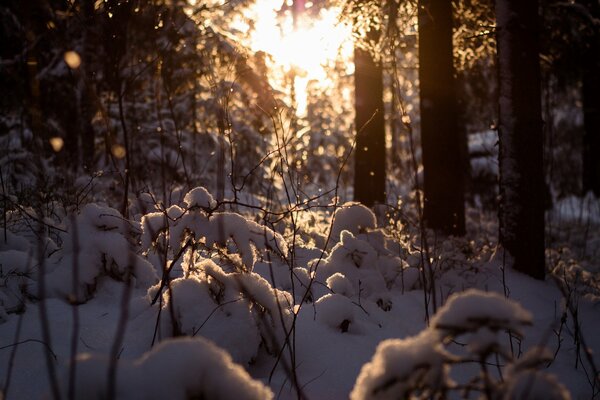 Schneebedeckte Hügel im Winterwald