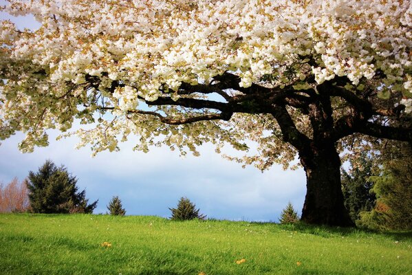 Springtime, cherry blossoms