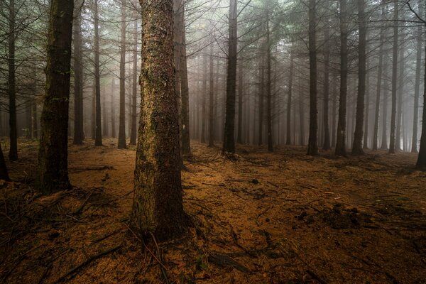 Bare tree trunks in the fog. Misty Forest