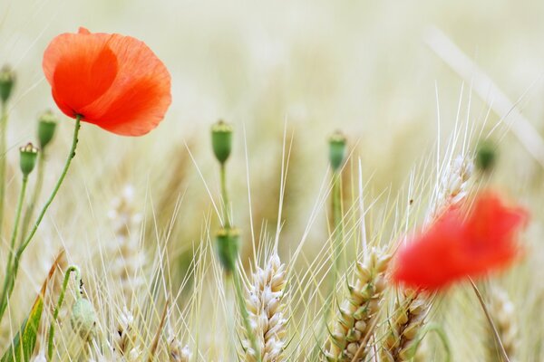 Red poppy in the summer in the field