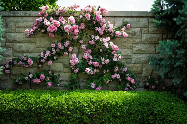 Rose flowers on the wall in summer