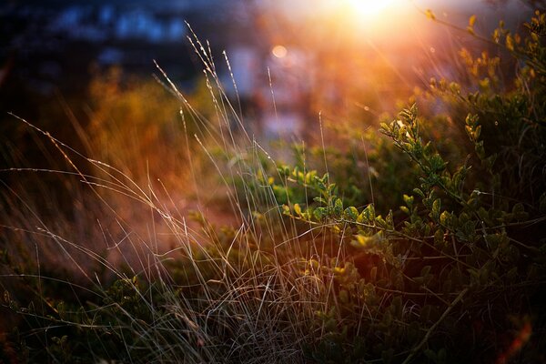 Nature au coucher du soleil rouge