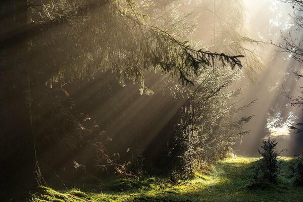 Mysterious forest with falling light from the sun