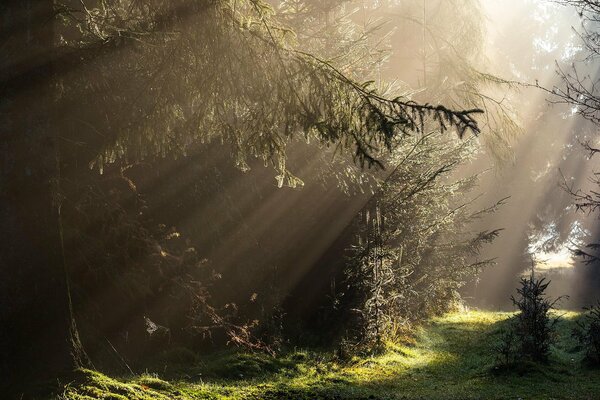 Загадочный лес с падающим светом от солнца