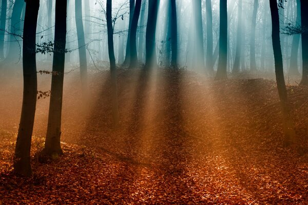 Der Herbstwald ist voll von roten Blättern und nackten Entwürfen