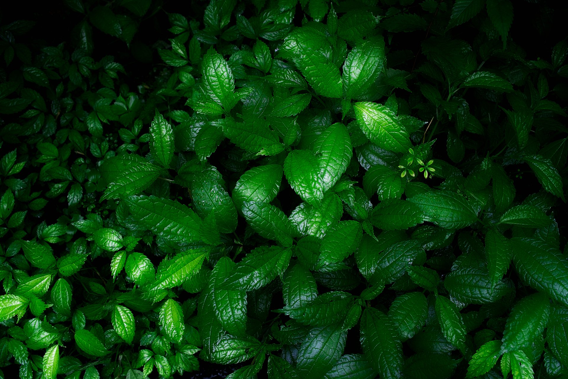 natura cespugli erba fiori verde bagnato