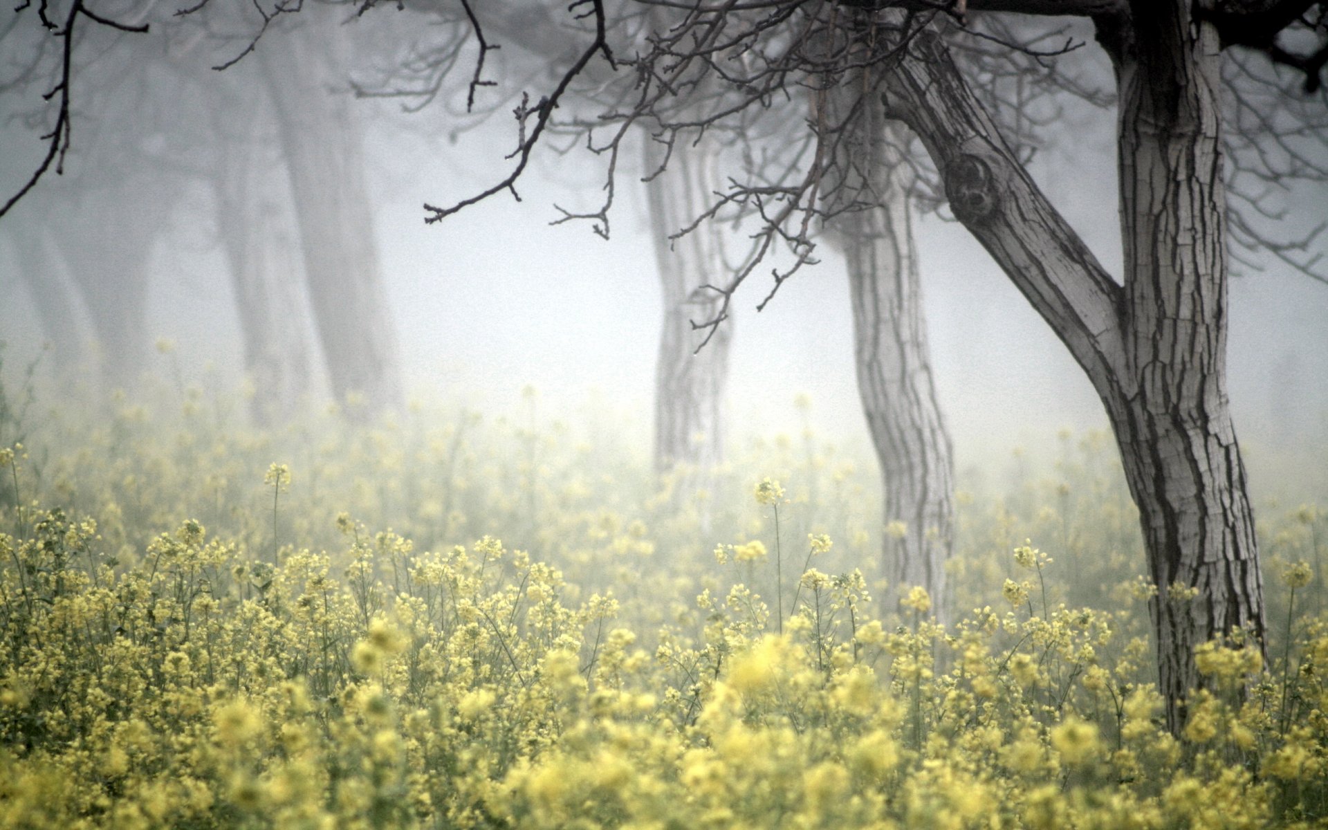 tree fog rapeseed nature landscape