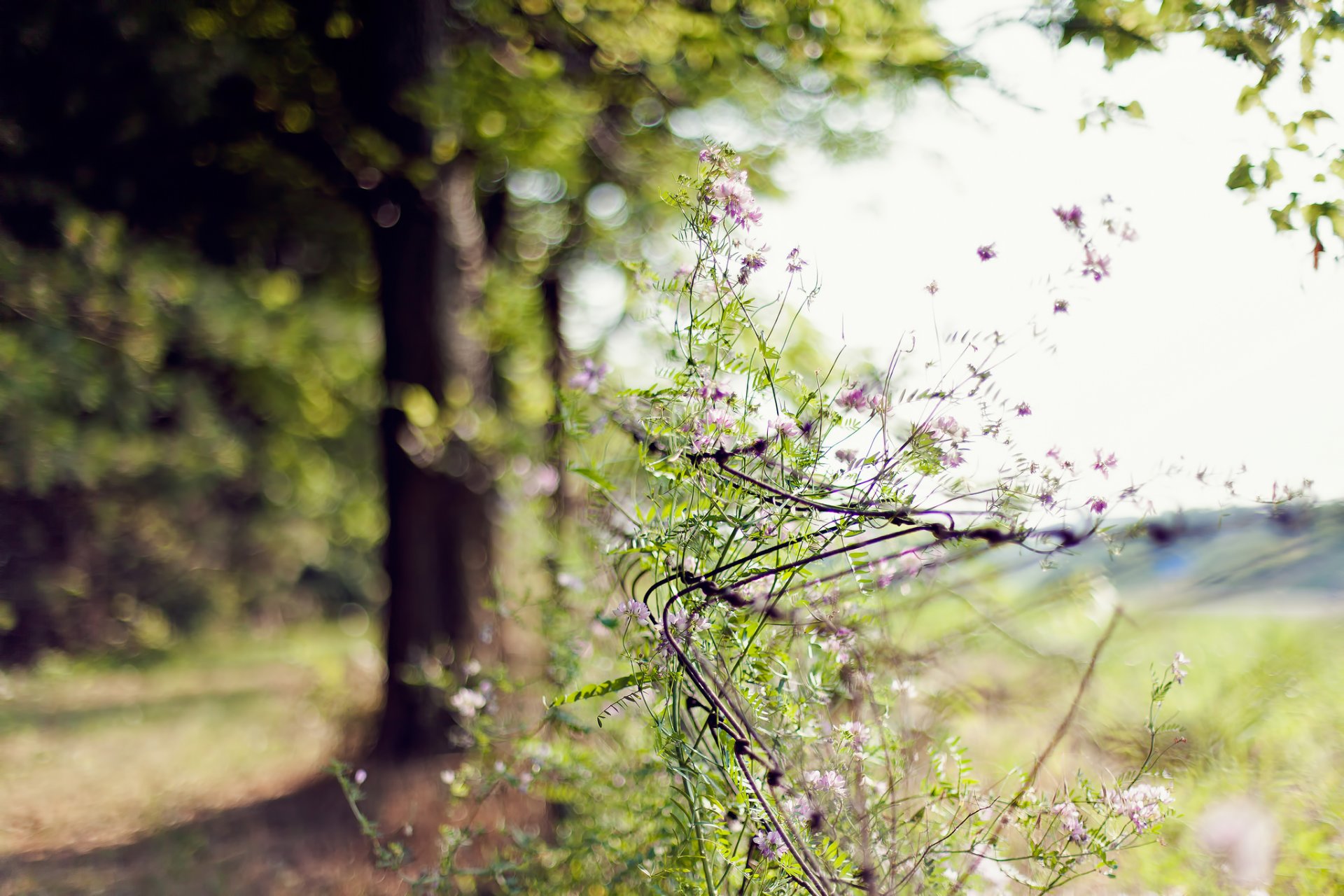 bokeh kwiaty siatka ogrodzenie drzewo dzień lato rozmycie ostrość natura