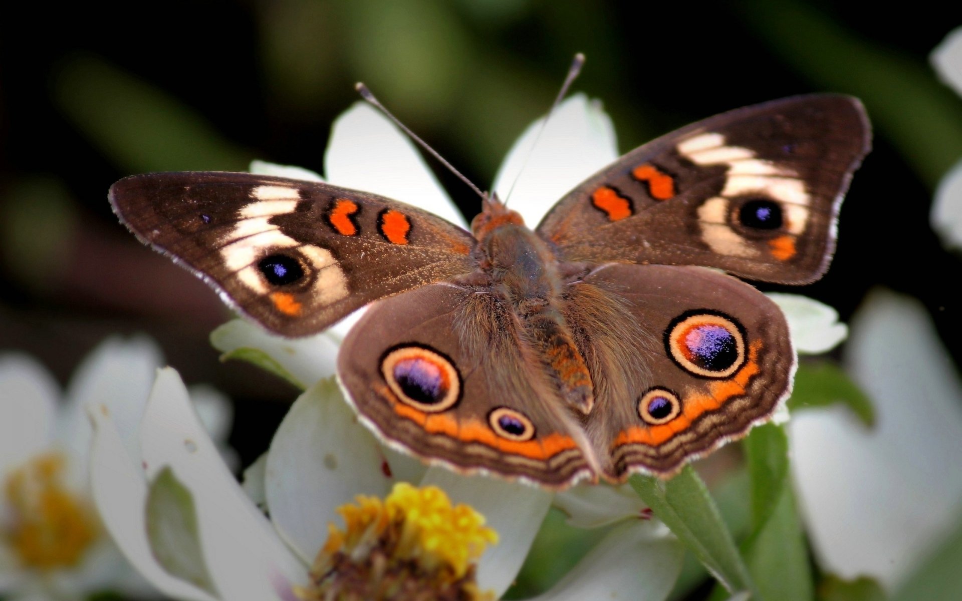 butterfly wings flower pattern