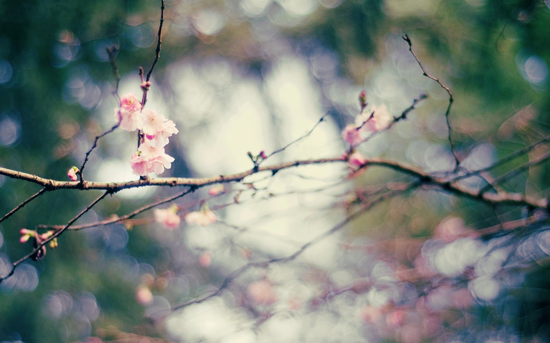 bokeh frühling zweige blumen