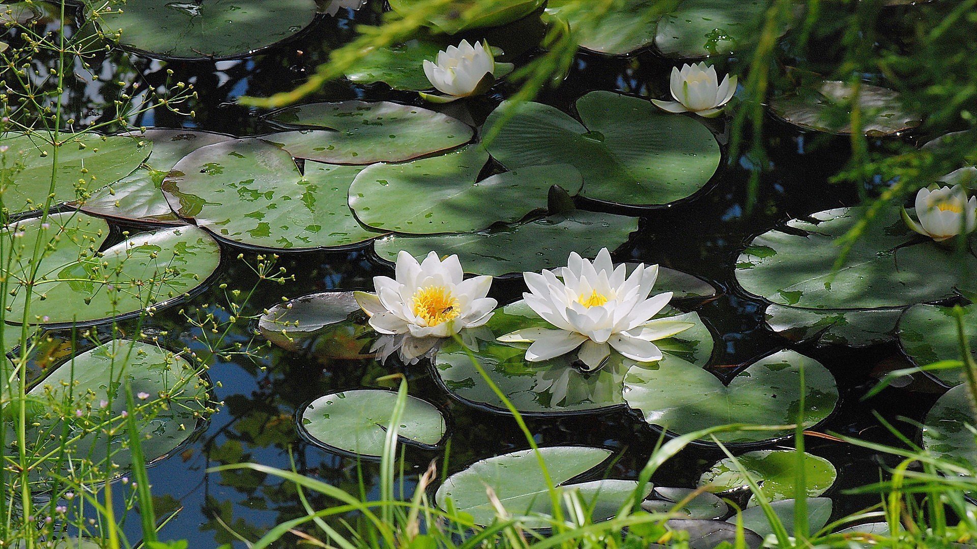 lago stagno bianco giglio foglie verde fiori gocce acqua superficie