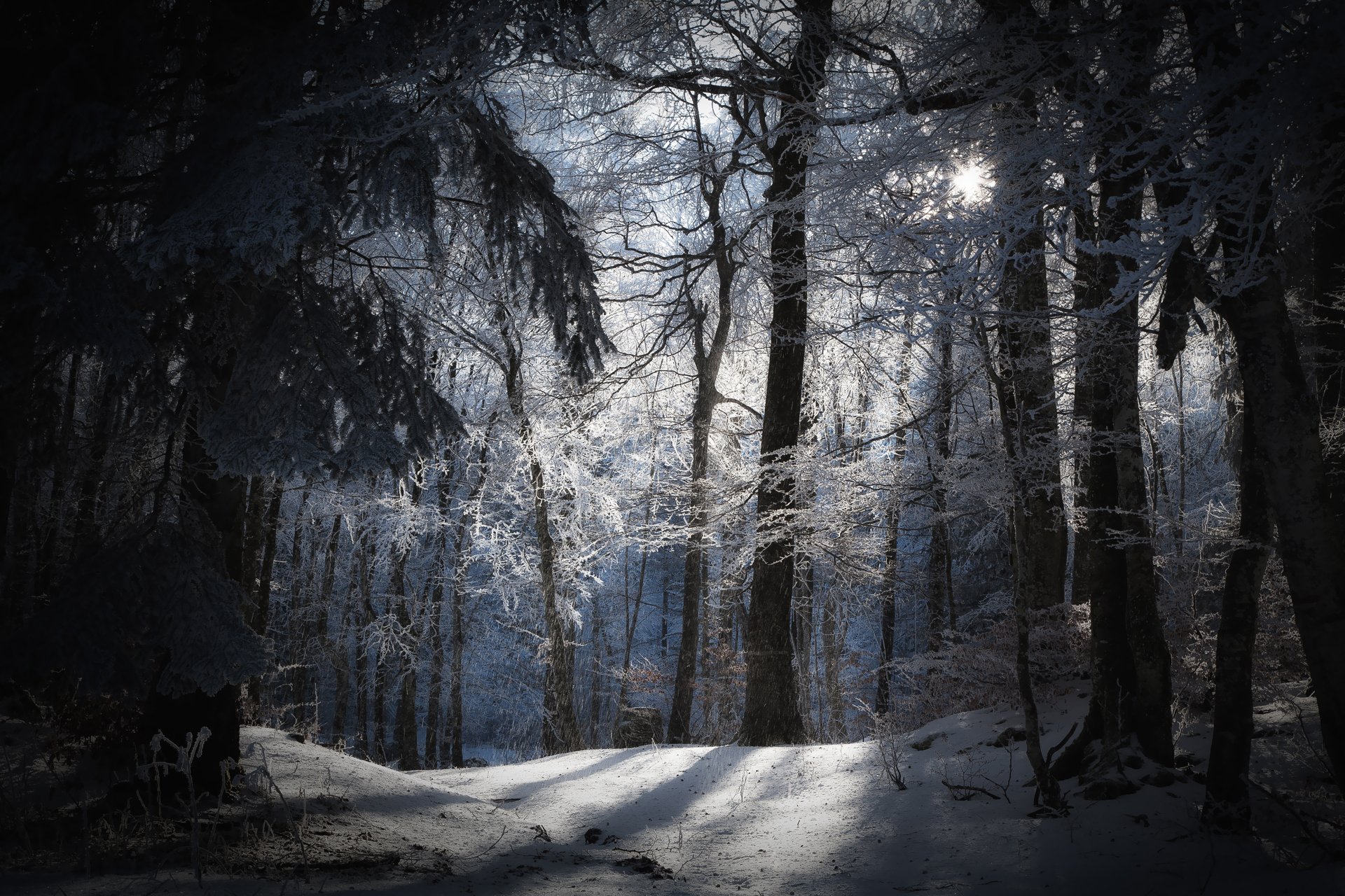 natur winter wald schnee sonne