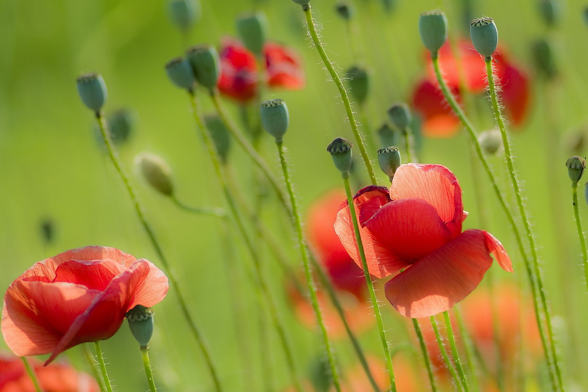 coquelicots champ été nature