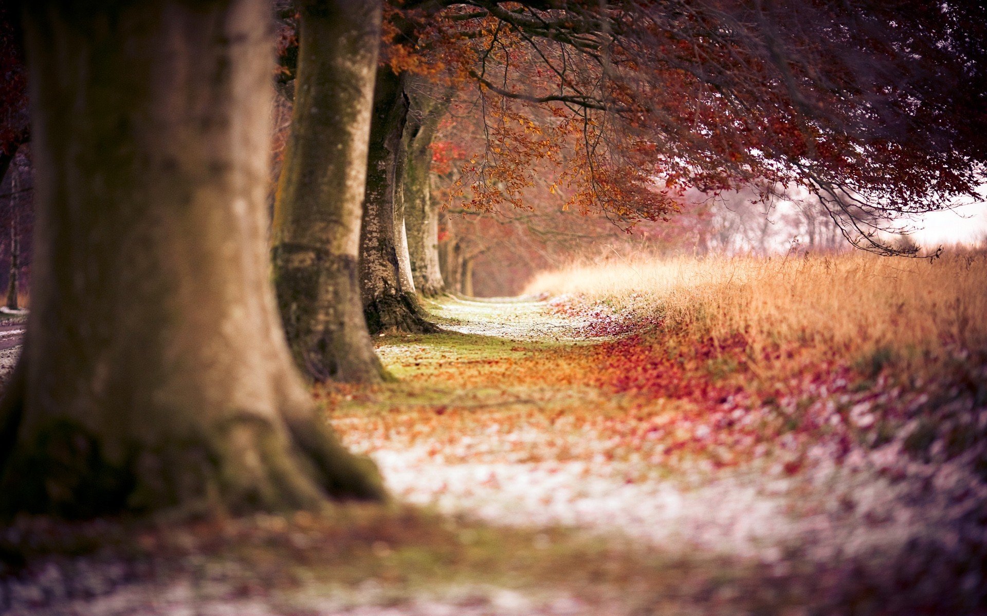 bäume wald spur herbst natur spur