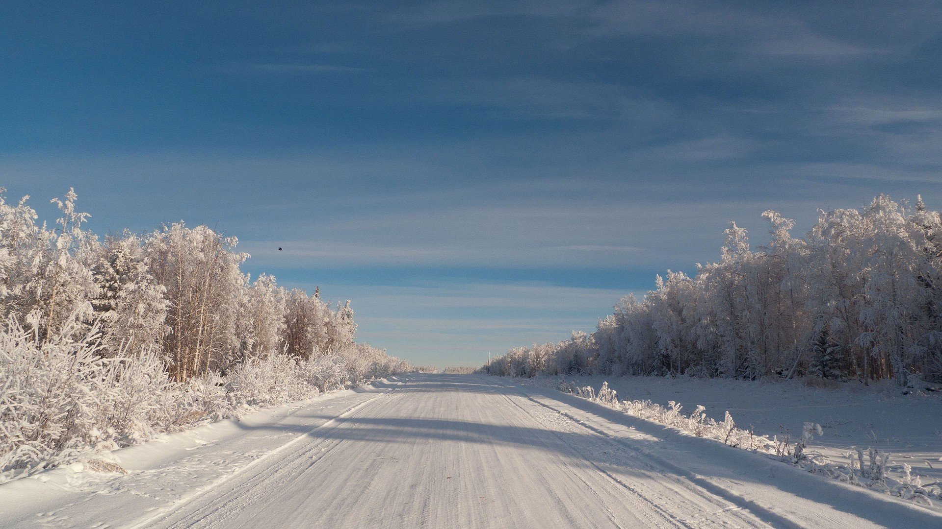 route ciel arbres de noël cèdres oiseau hiver gel givre