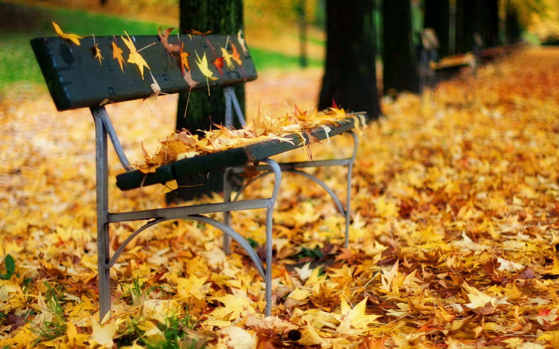 bank blätter herbst park