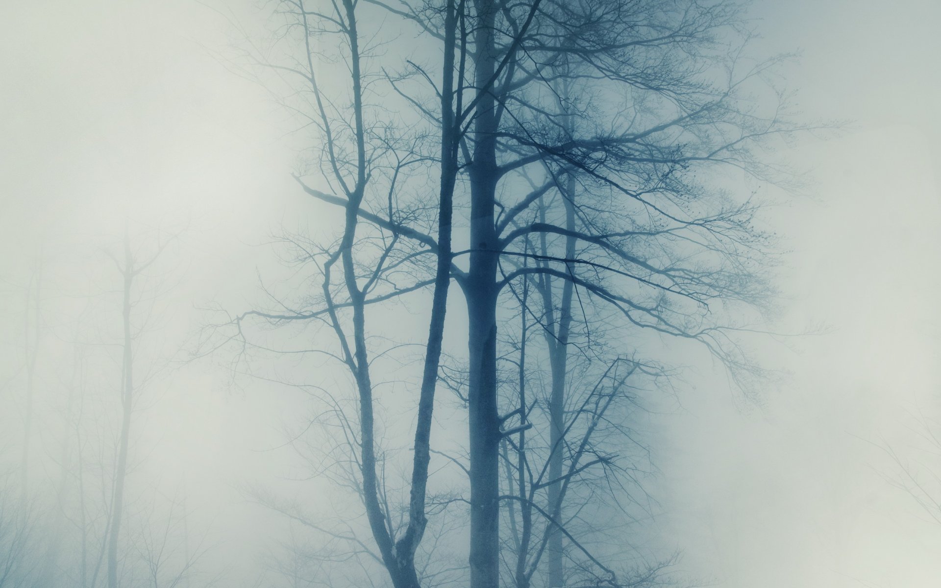 tree fog nature