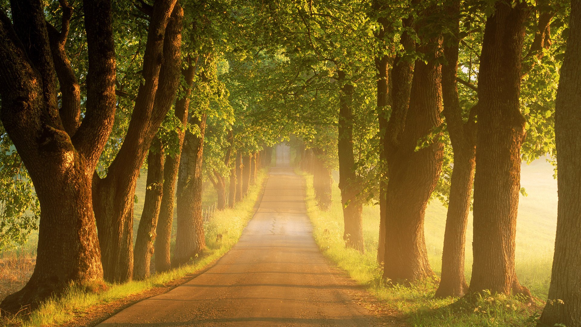 estate strada alberi mattina alba nebbia svezia