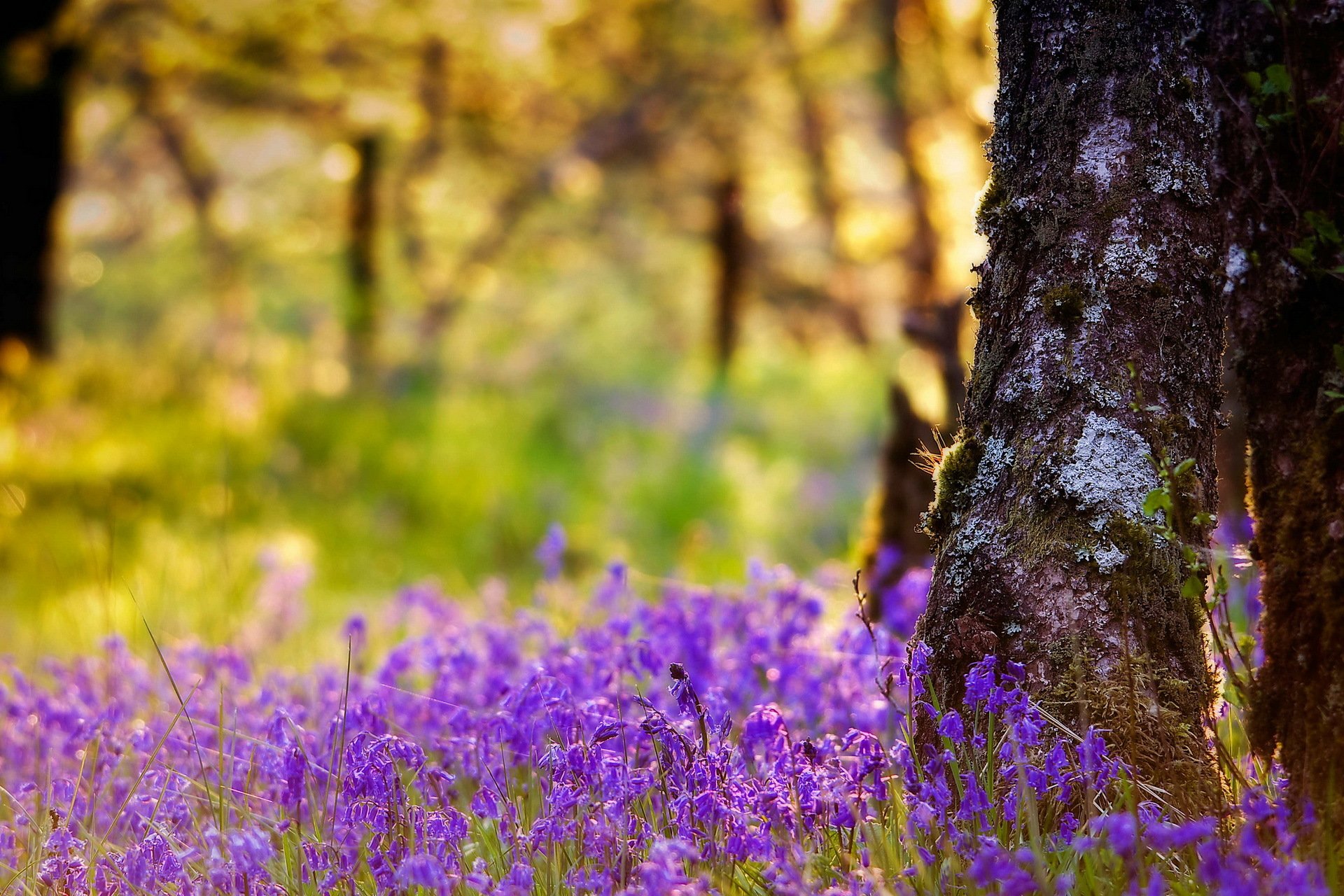 fleurs arbre nature