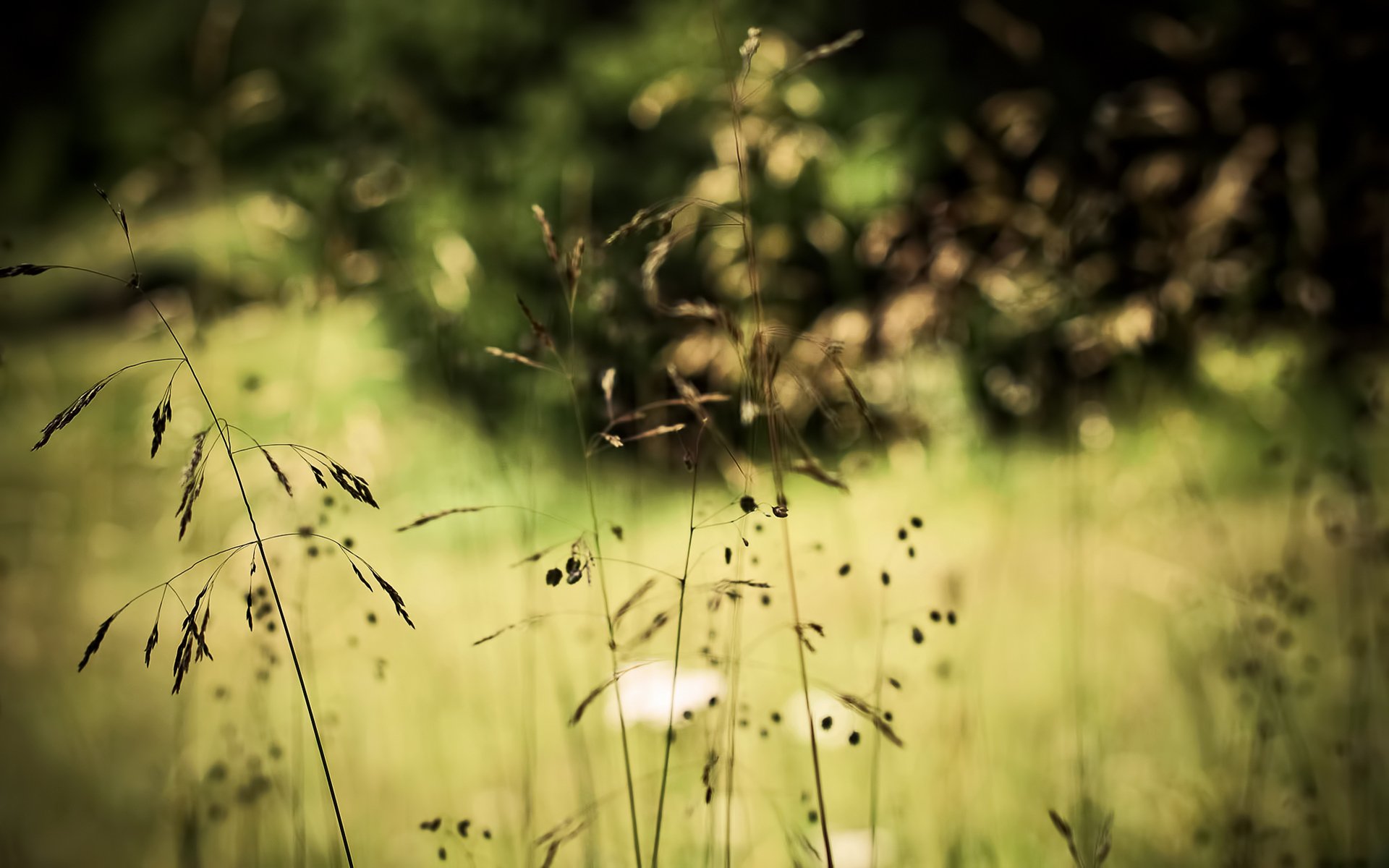 hierba plantas bokeh naturaleza