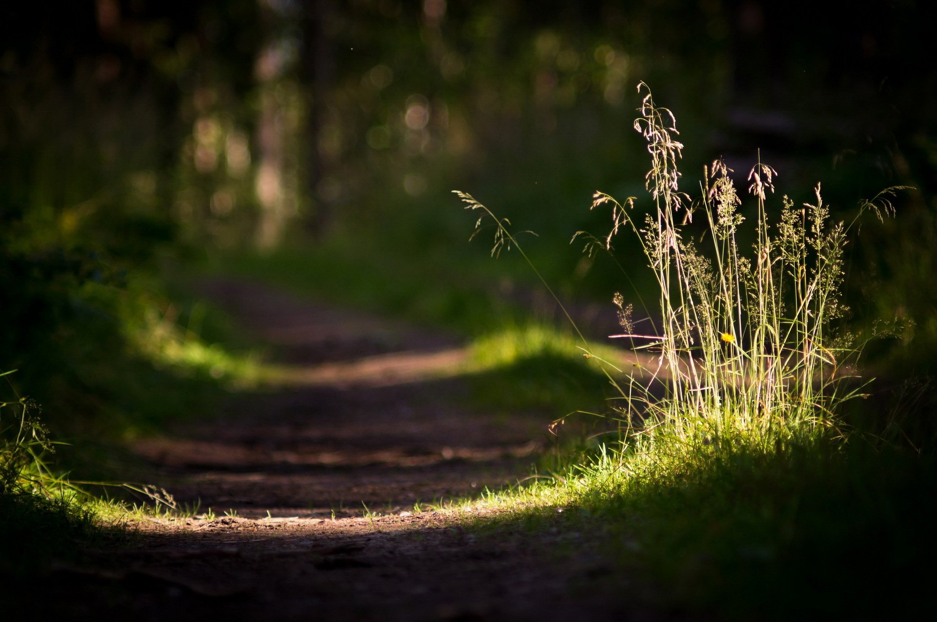 road grass light close up nature