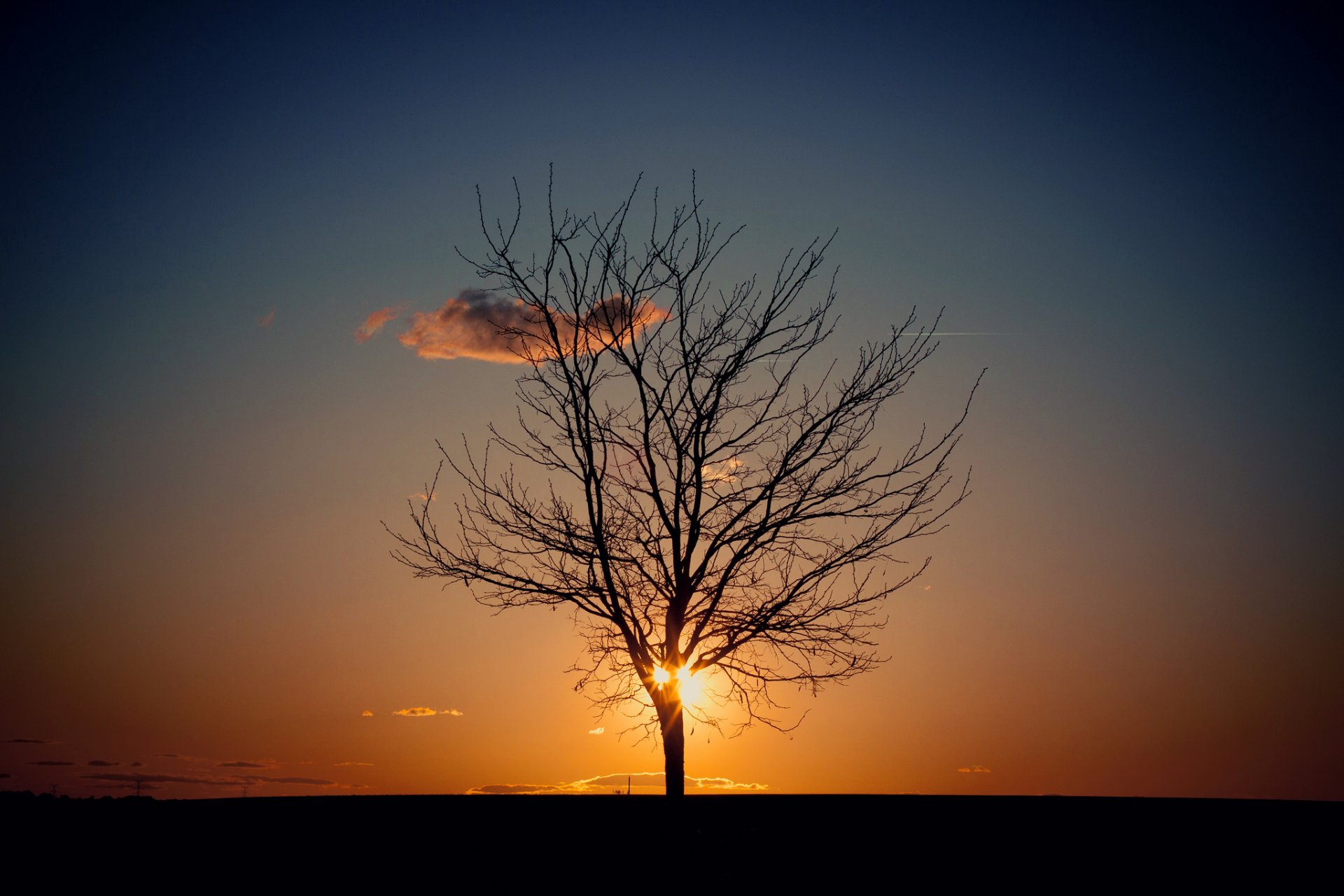 night sky tree sun