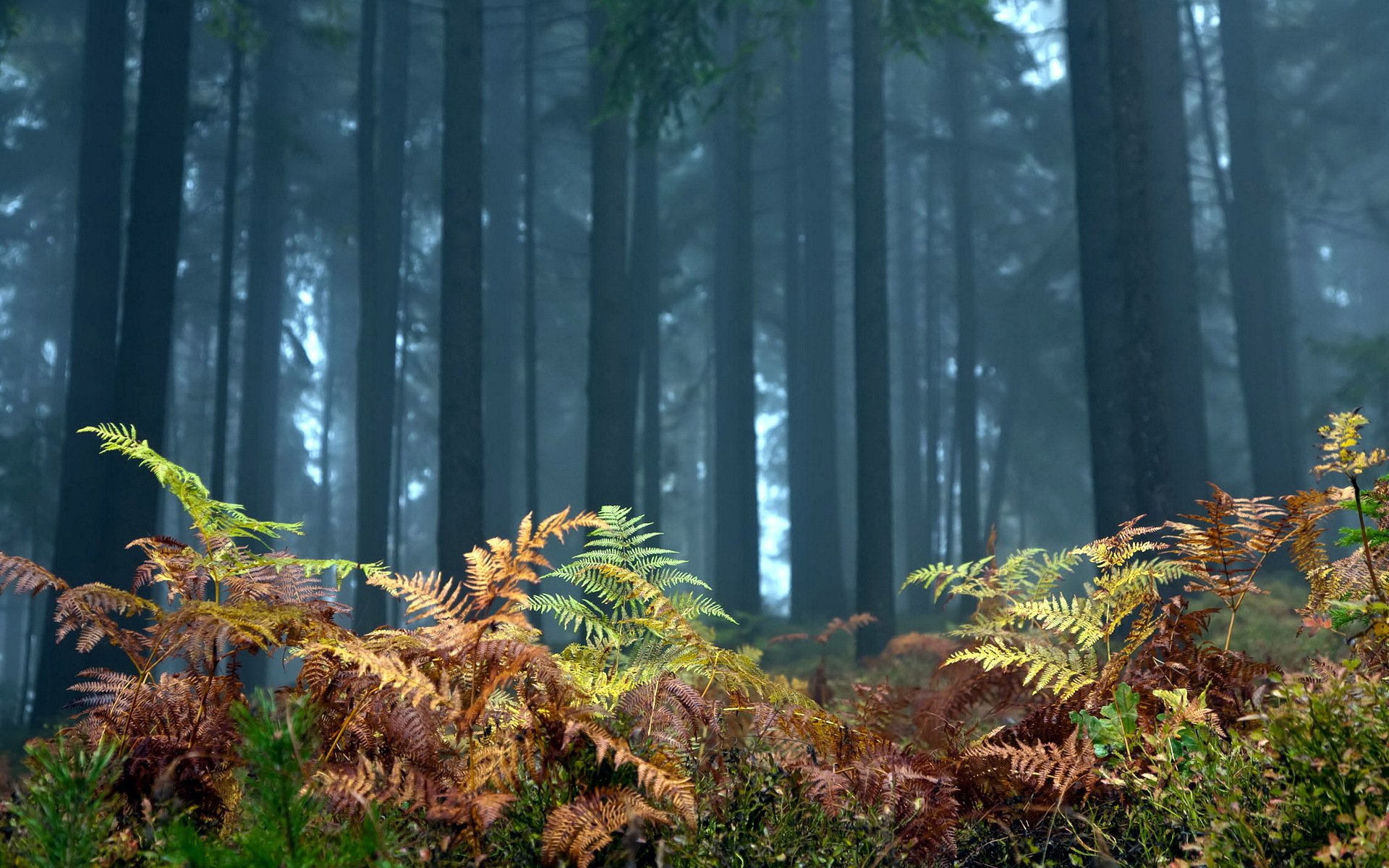 wald farn bäume natur landschaft