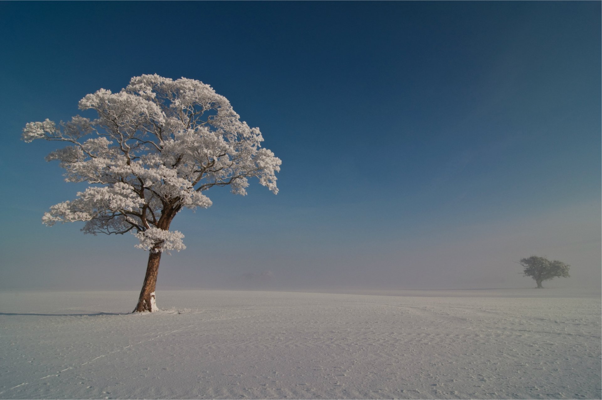 invierno árboles escarcha nieve azul cielo