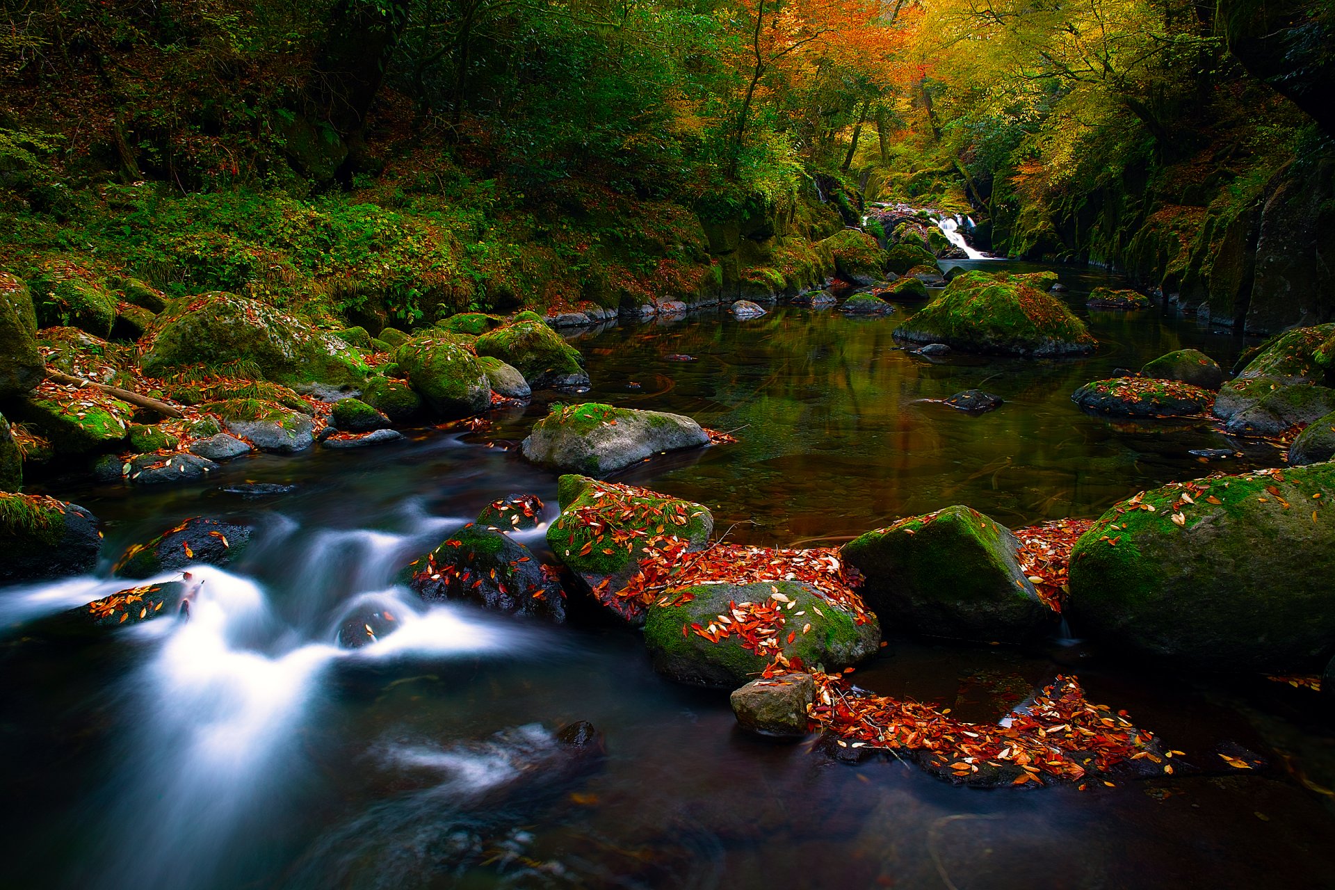 naturaleza otoño bosque follaje río piedras corriente