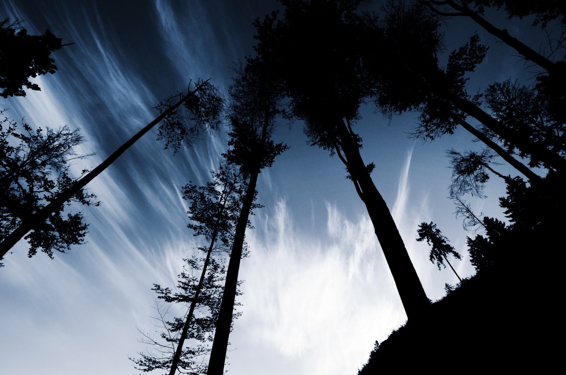 árboles troncos cielo colina montículo noche sombras siluetas nubes