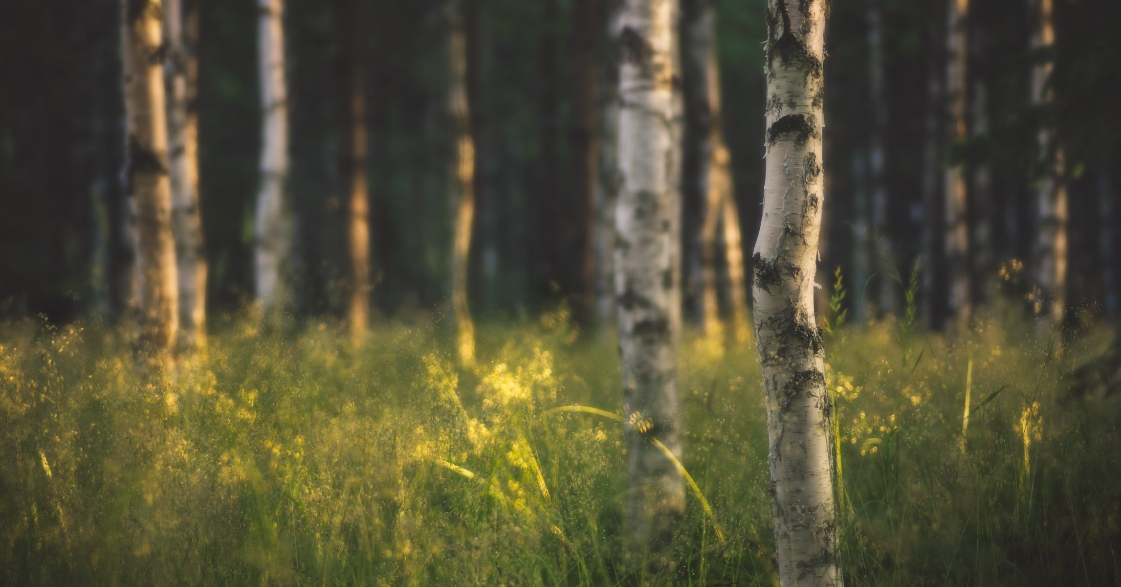 natura drzewa las brzozy promienie słoneczne trawa