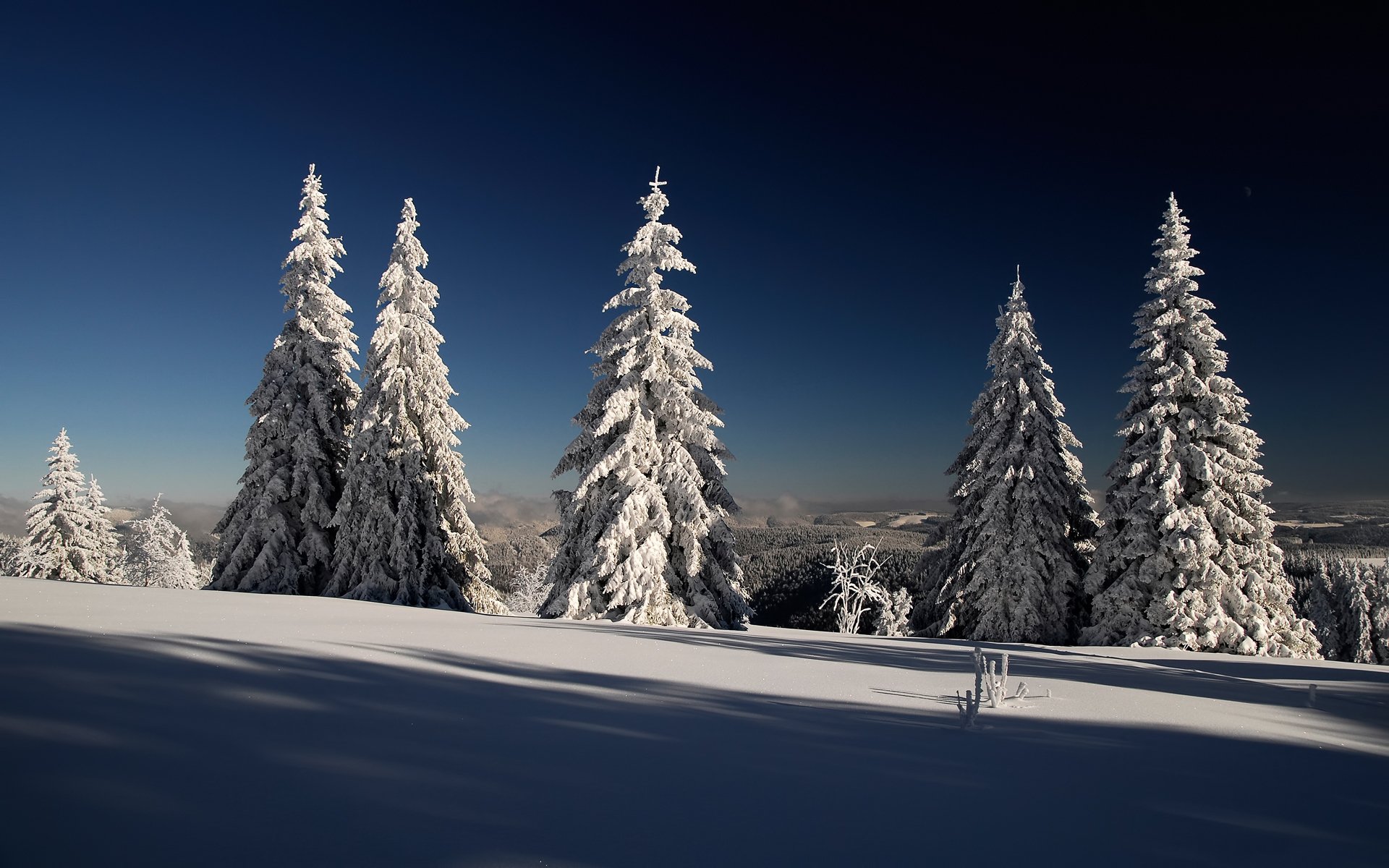 invierno nieve abetos árboles de navidad bosque