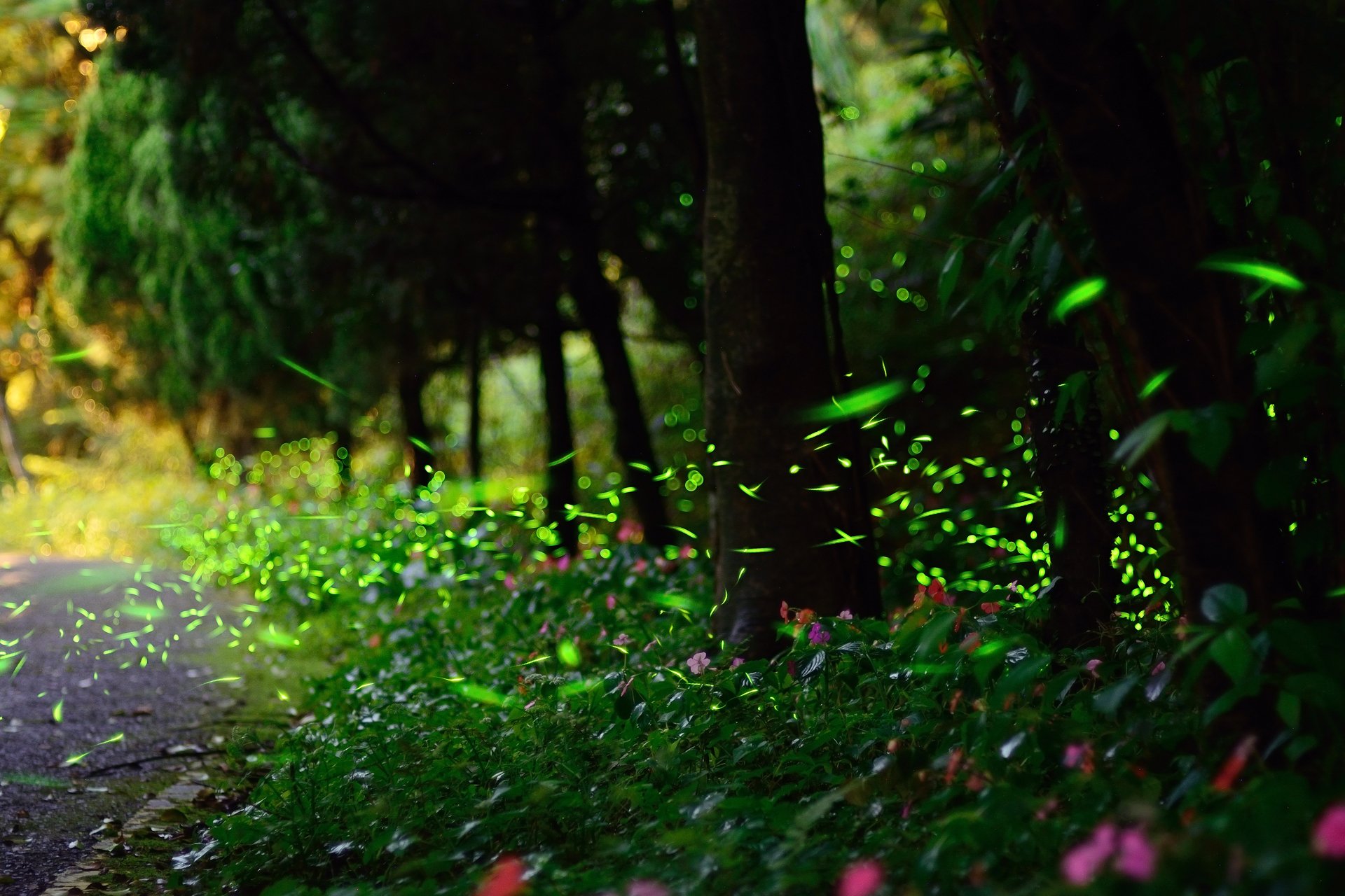 natura lucciole abbagliamento bokeh