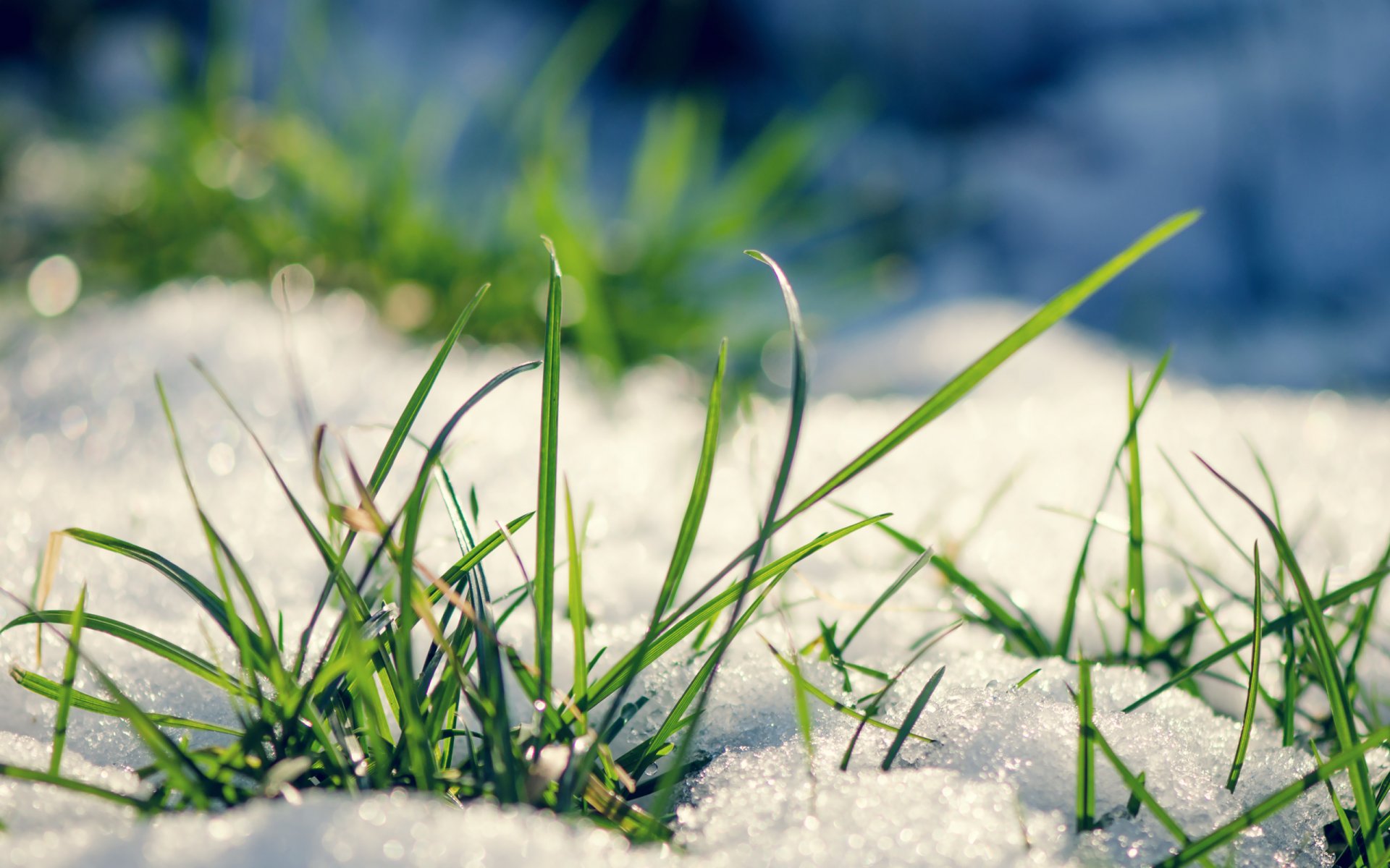 frühling frühling gras schnee