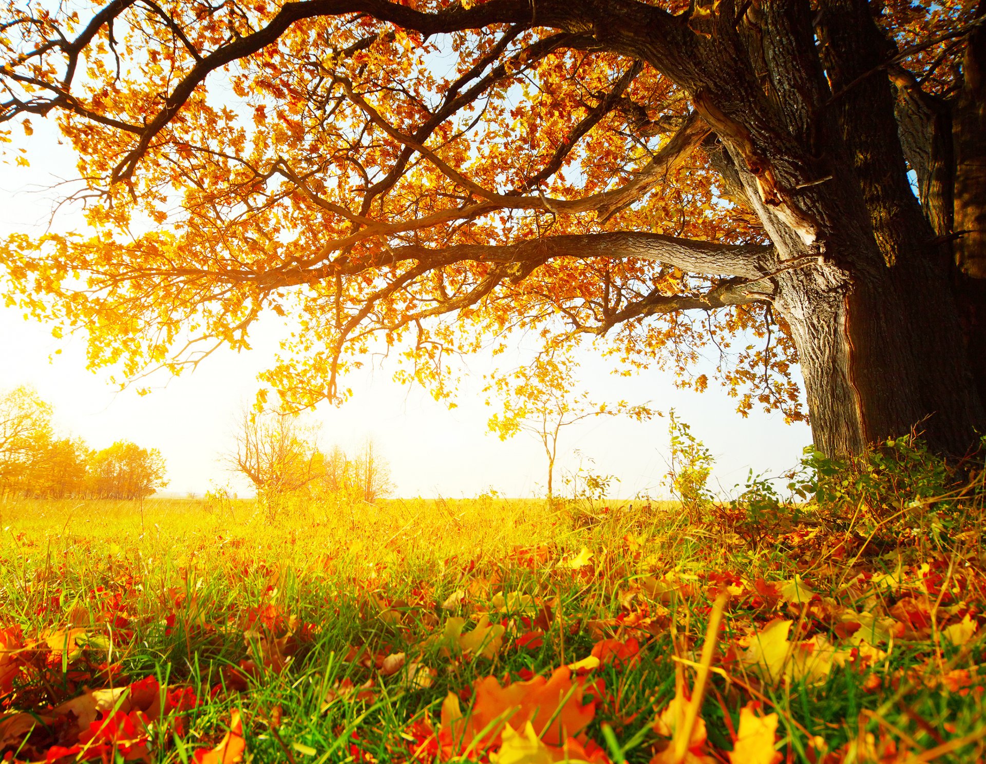 foresta soleggiata autunno alberi erba foglie