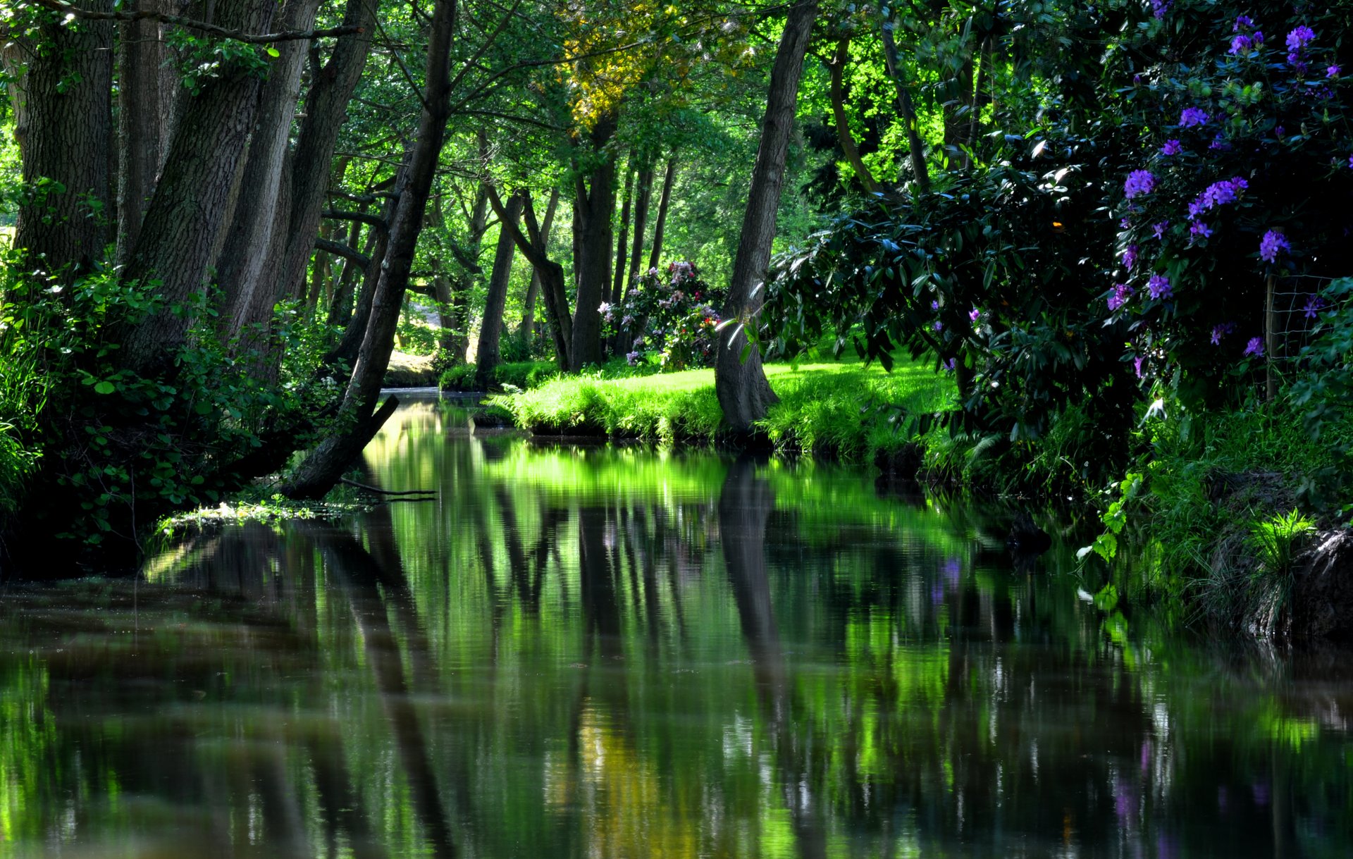 natura hdr drzewo drzewa zielony park woda odbicie trawa fajne ładne kwiaty zielone piękne fajne dobre