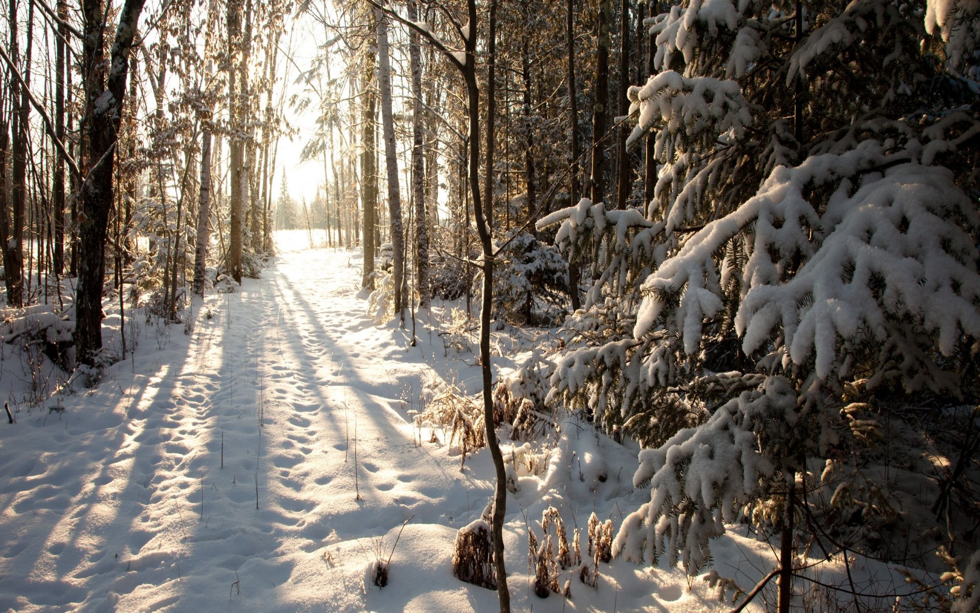 stati uniti wisconsin phillips north woods inverno neve inverno