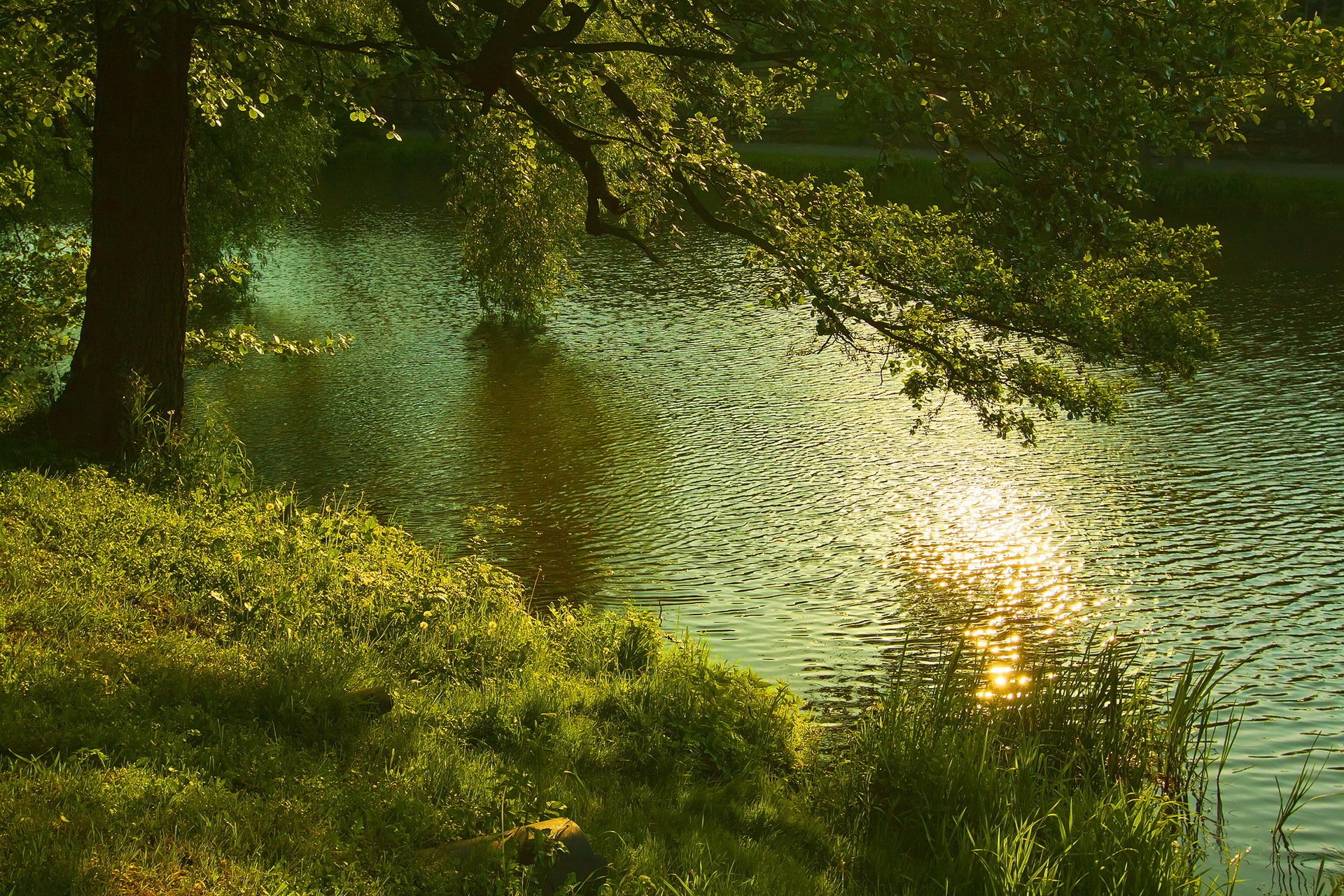 rzeka drzewo natura