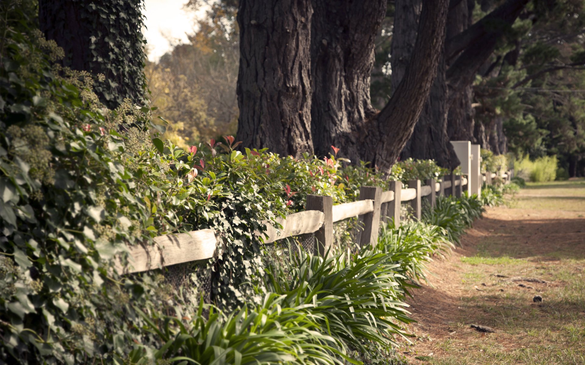 alley path hedge nature bush night heat forest