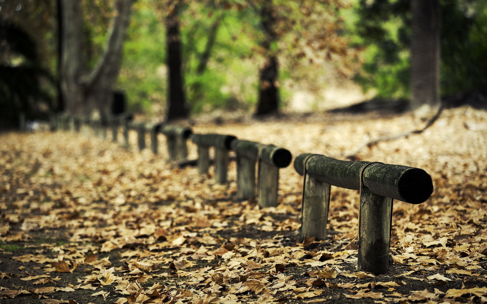 fence road leaves nature