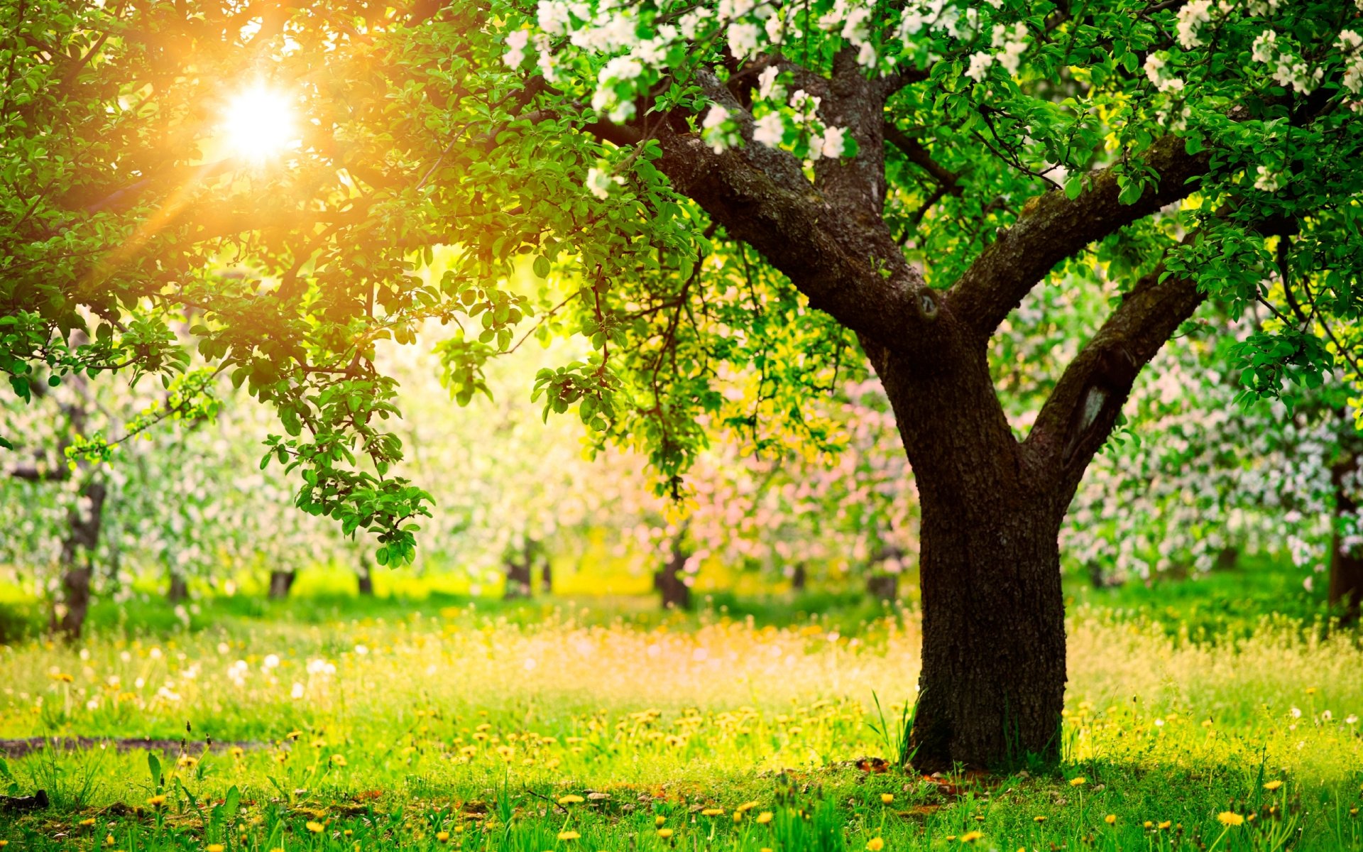 natur frühling garten bäume apfelbäume löwenzahn sonne