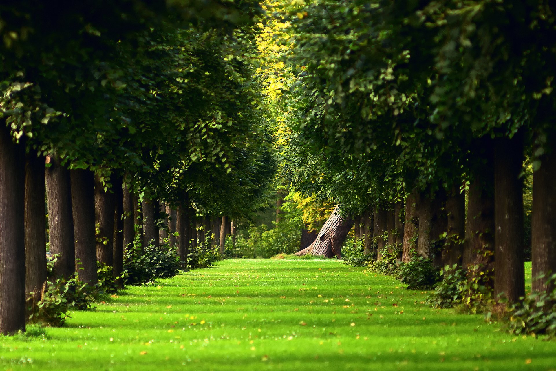 naturaleza verano árboles hierba vegetación