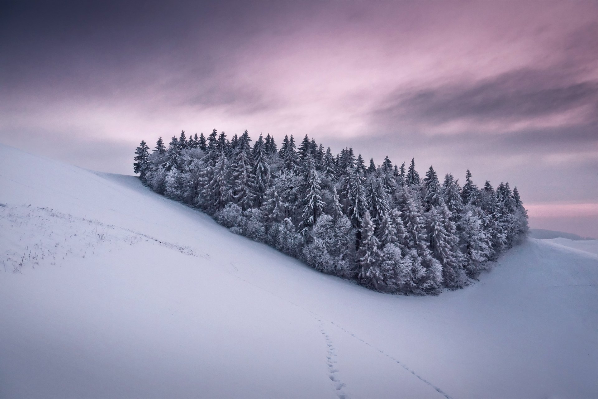 invierno nieve huellas árboles árboles de navidad escarcha colina pendiente rosa cielo gris nubes