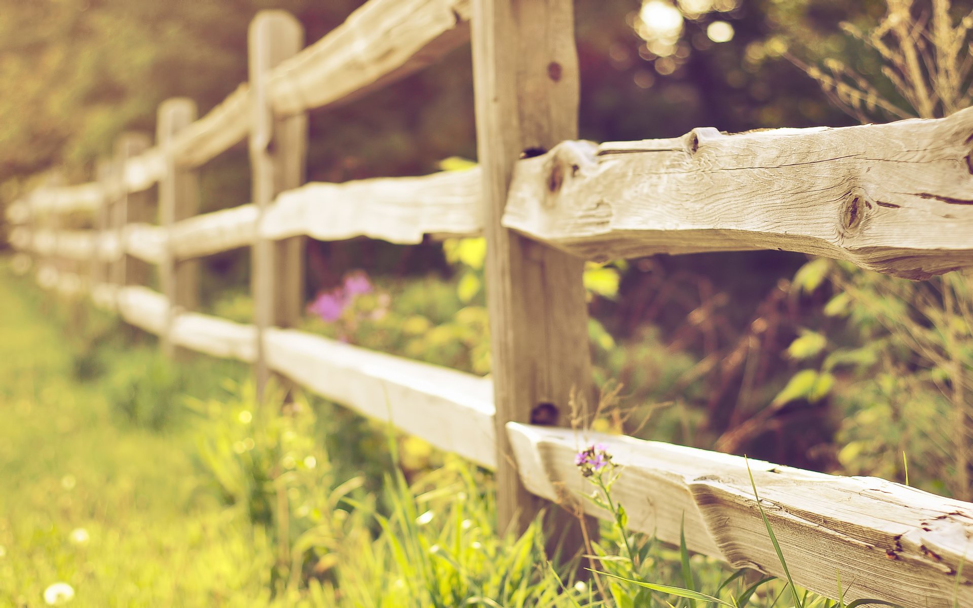 fence fence nature grass focus bokeh